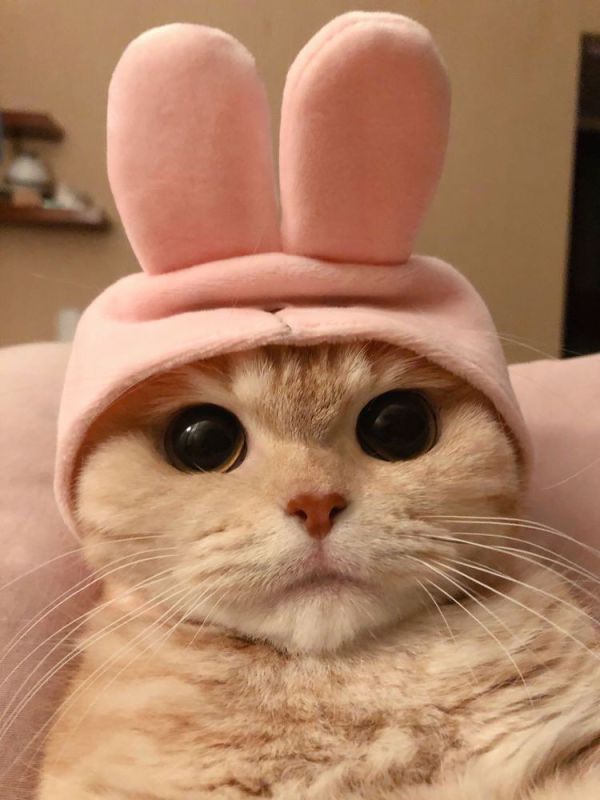 gatinho de coelho
