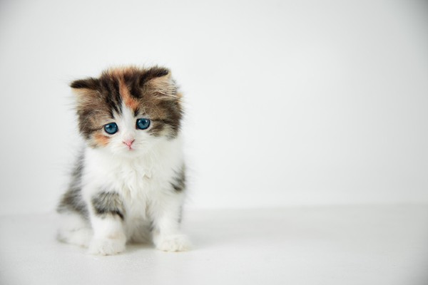 gatinho filhote